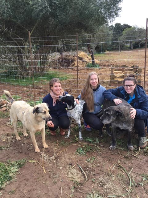 Animal welfare on the dream island of Mallorca: A personal account from the first two volunteers at Animal Police in January 2019