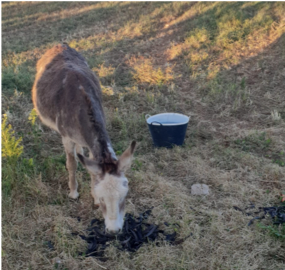 donkey
