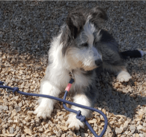 dog