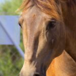 cavallo argos - Associazione di polizia animale