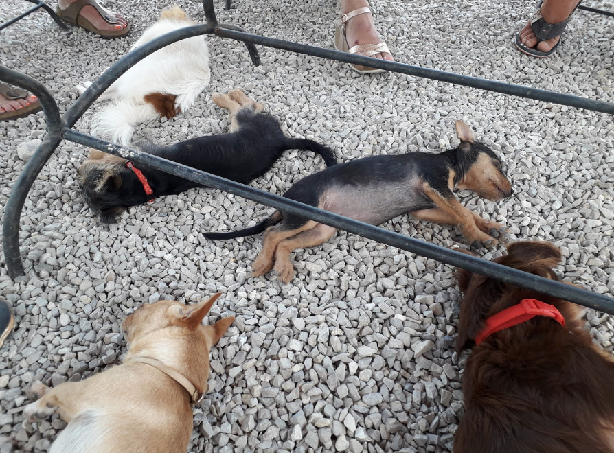 cani - Associazione di polizia animale