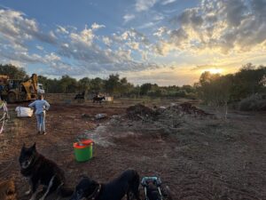 animal police newsletter oktober 2025 2025 10 29 at 17.12.35 - Animal Police Association