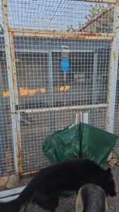 animal police newsletter oktober 2025 2025 11 04 at 16.53.09 1 - Animal Police Association