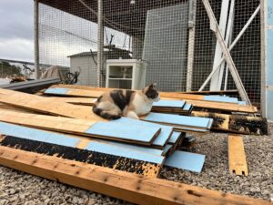 animal police newsletter oktober 2025 2025 11 04 at 17.11.09 - Animal Police Association