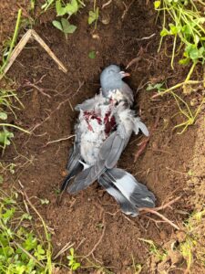 Animal Police Newsletter Januar 2026 01 31 at 04.03.03 1 - Animal Police Association