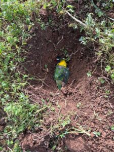 Animal Police Newsletter Januar 2026 01 31 at 04.03.03 - Animal Police Association