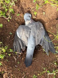 Animal Police Newsletter Januar 2026 01 31 at 04.03.04 1 - Animal Police Association