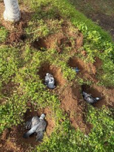 Animal Police Newsletter Januar 2026 01 31 at 04.03.04 2 - Animal Police Association