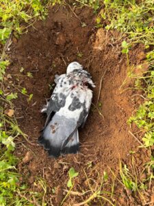 Animal Police Newsletter Januar 2026 01 31 at 04.03.04 - Animal Police Association