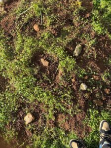 Animal Police Newsletter Januar 2026 01 31 at 04.03.04 4 - Animal Police Association