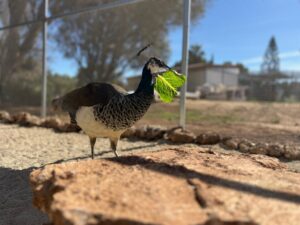 Animal Police Newsletter Maerz 2026 03 09 at 23.05.06 1 - Animal Police Association