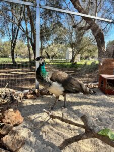 Animal Police Newsletter Maerz 2026 03 09 at 23.05.06 - Animal Police Association