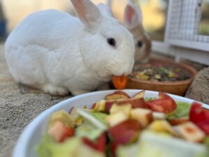 Animal Police Newsletter Maerz 2026 03 09 at 23.09.49 1 - Animal Police Association