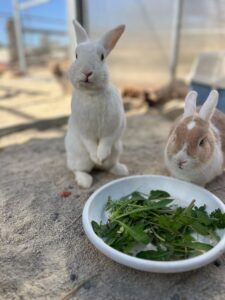 Animal Police Newsletter Maerz 2026 03 09 at 23.09.49 2 - Animal Police Association