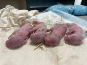 Animal Police Newsletter Maerz 2026 03 09 at 23.09.49 3 - Animal Police Association