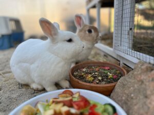 Animal Police Newsletter Maerz 2026 03 09 at 23.09.49 - Animal Police Association