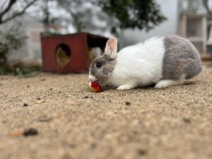 Animal Police Newsletter Maerz 2026 03 09 at 23.09.50 - Animal Police Association