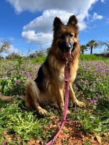 Animal Police Newsletter Maerz 2026 03 09 at 23.10.54 1 - Animal Police Association