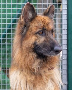 Animal Police Newsletter Maerz 2026 03 09 at 23.10.54 - Animal Police Association