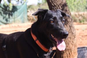 Animal Police Newsletter Maerz 2026 03 09 at 23.12.45 - Animal Police Association