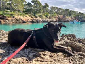 Animal Police Newsletter Maerz 2026 03 09 at 23.13.38 - Animal Police Association