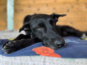 Animal Police Newsletter Maerz 2026 03 09 at 23.14.11 - Animal Police Association