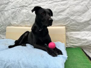 Animal Police Newsletter Maerz 2026 03 09 at 23.16.53 1 - Animal Police Association