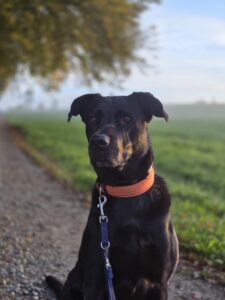 Animal Police Newsletter Maerz 2026 03 09 at 23.16.53 2 - Animal Police Association