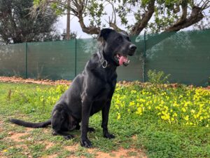 Animal Police Newsletter Maerz 2026 03 09 at 23.16.53 - Animal Police Association