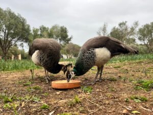 Animal Police Newsletter Maerz26 2026 03 28 at 22.53.51 - Animal Police Association