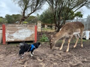 volunteer - Animal Police Association
