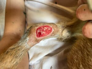 Animal Police Newsletter April 26 2026 04 29 at 22.14.16 Kopie - Animal Police Association