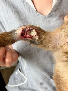 Animal Police Newsletter April 26 2026 04 29 at 22.14.17 1 Kopie - Animal Police Association