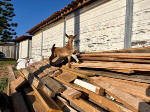 Animal Police Newsletter April 26 2026 04 30 at 15.42.46 1 Kopie - Animal Police Association