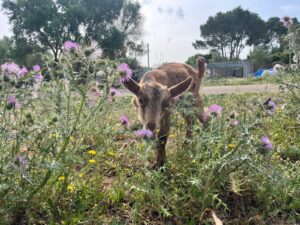 Animal Police Newsletter April 26 2026 04 30 at 15.42.46 2 Kopie - Animal Police Association