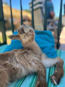 Animal Police Newsletter April 26 2026 04 30 at 15.42.46 Kopie - Animal Police Association